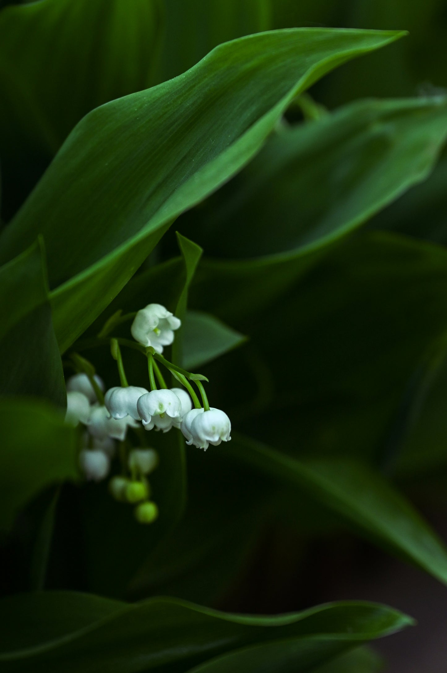 Lily of the Valley- Penhaligon's